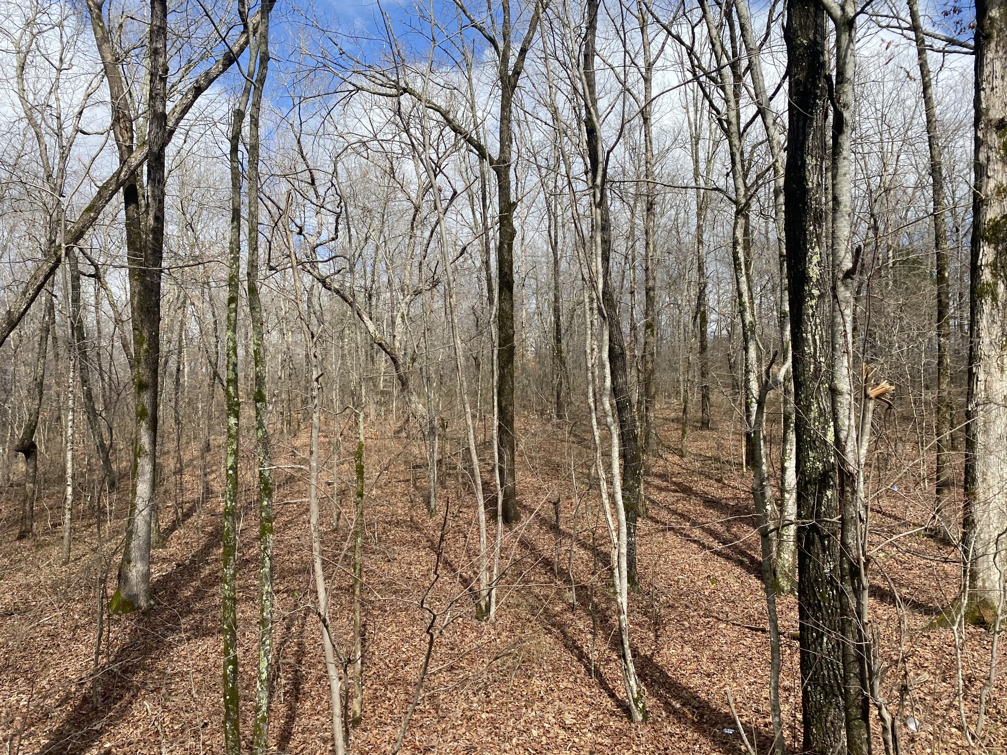 0 Railroad Bed Road Westpoint, TN 38486 - Photo 5 of 13 a view of a dry yard