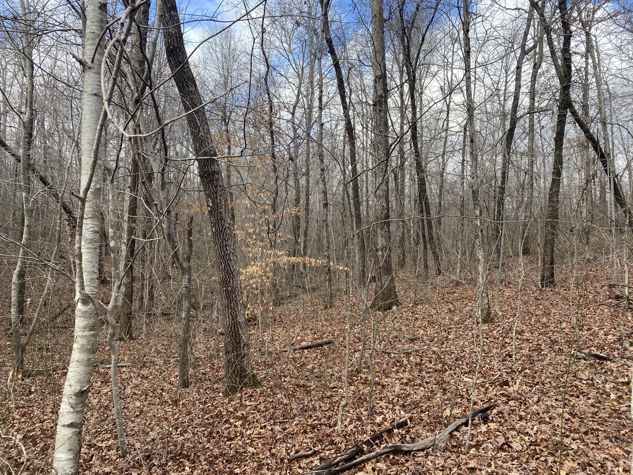 0 Railroad Bed Road Westpoint, TN 38486 - Photo 7 of 13 a view of a yard with large trees