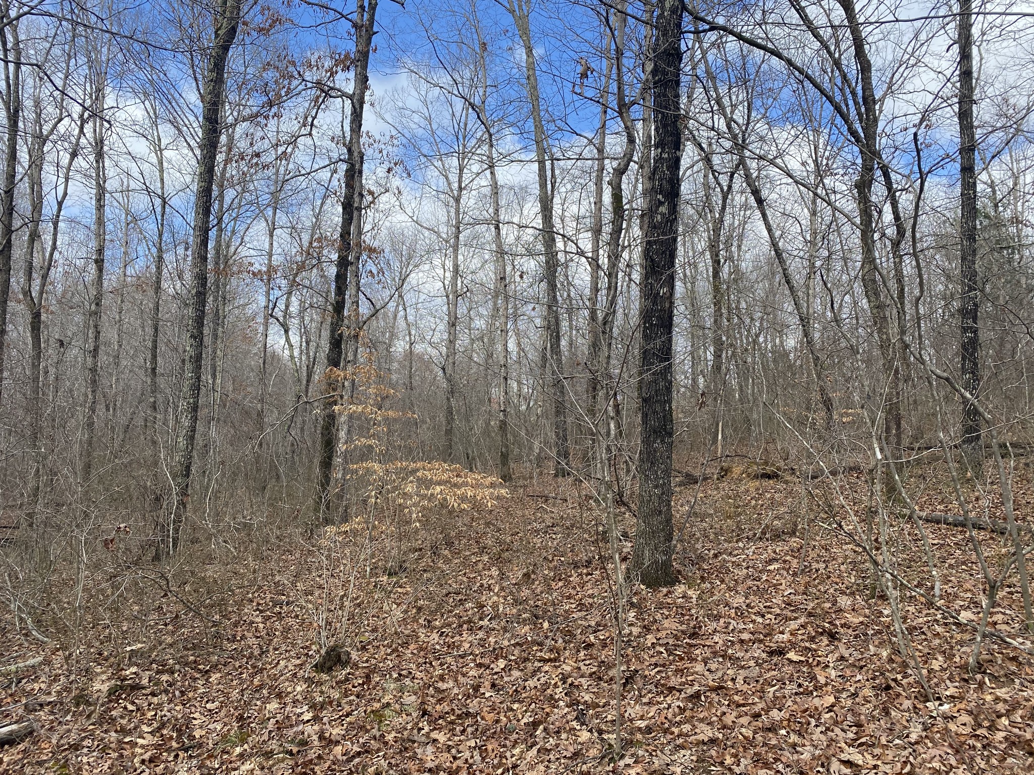 0 Railroad Bed Road Westpoint, TN 38486 - Photo 8 of 13 a view of a forest filled with trees