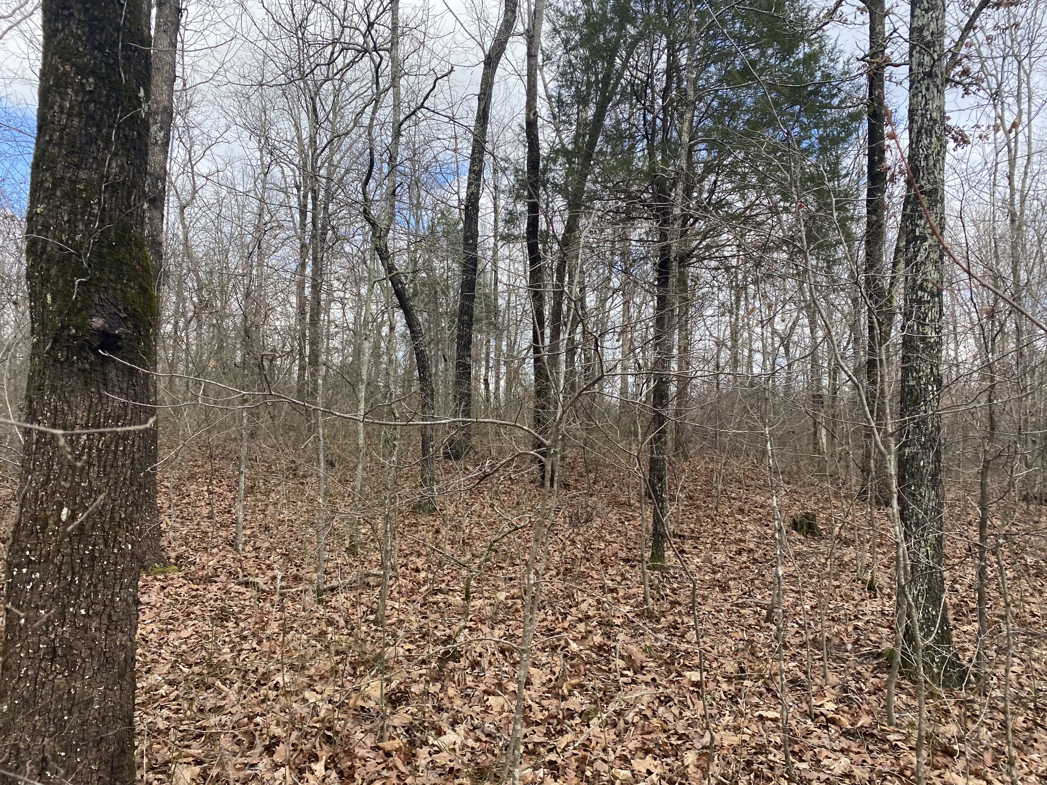 0 Railroad Bed Road Westpoint, TN 38486 - Photo 10 of 13 a backyard of a house with lots of green space