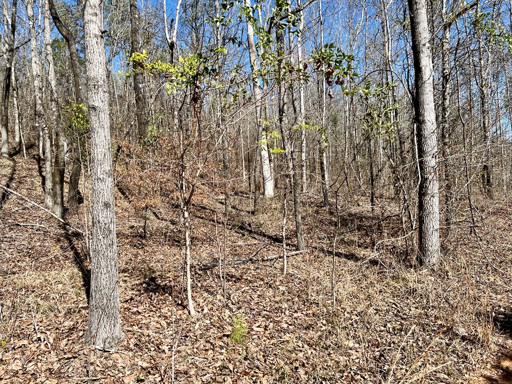 0 County Road 97 Abbeville, AL 36310 - Photo 10 of 53
