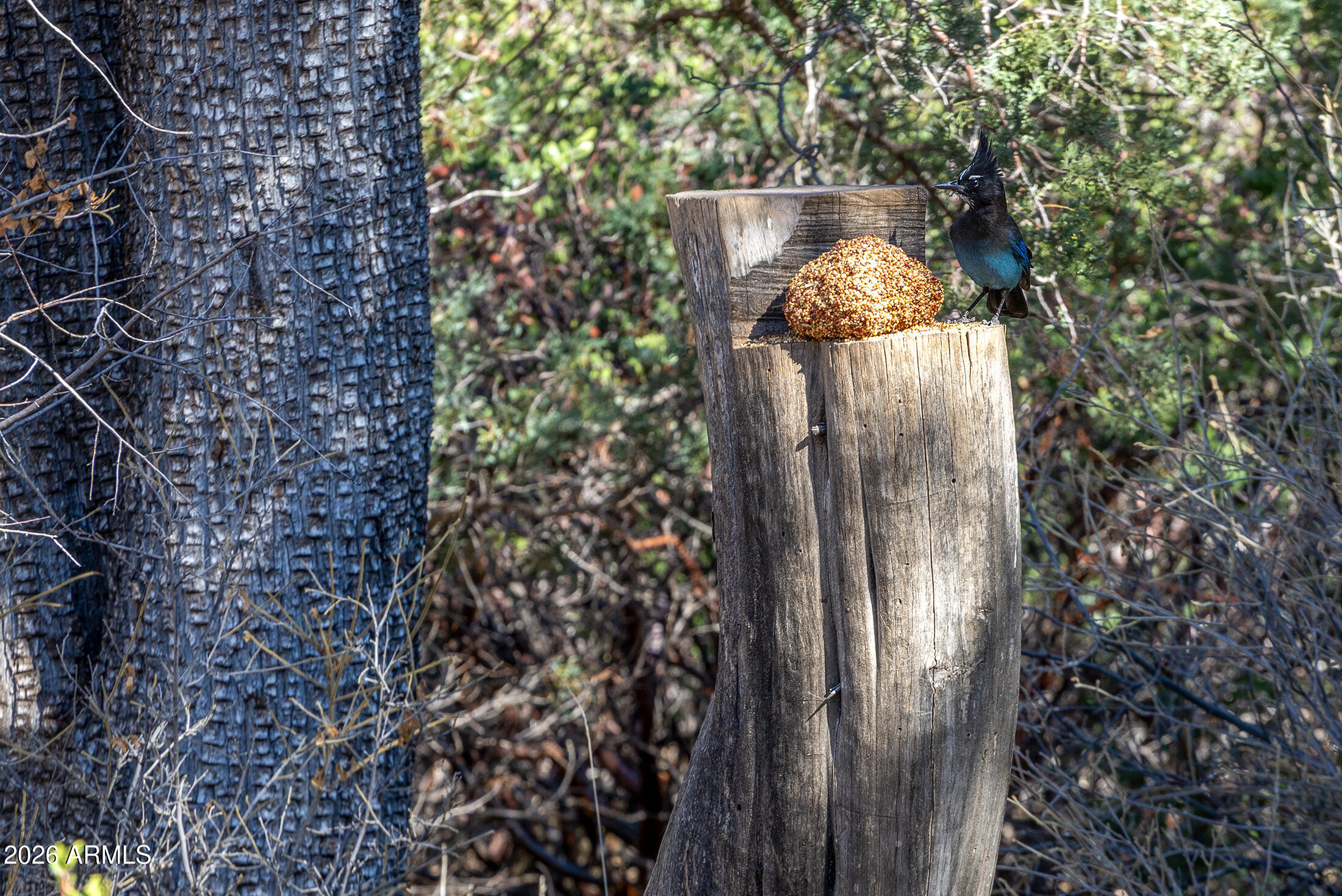 52162 East Black Jack Road Miami, AZ 85539 - Photo 31 of 61 DSC_1568 copy