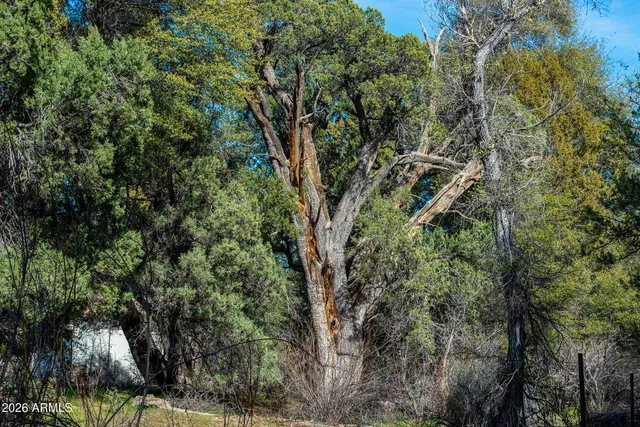 a view of backyard with trees and barbeque oven