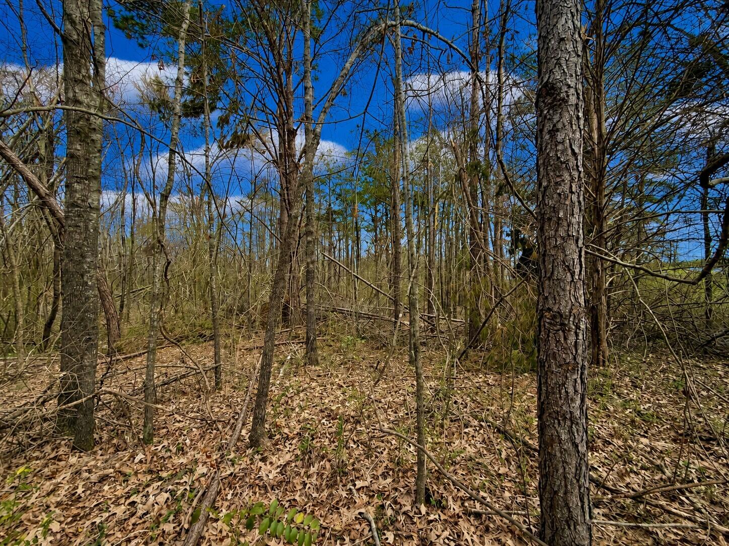 106 Alcorn County Road Corinth, MS 38834 - Photo 15 of 20 Gallery Image 15