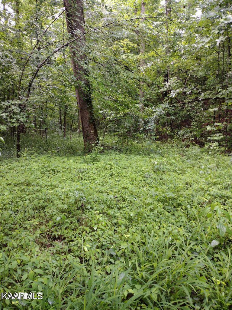 8 Pilot Mtn Road Lancing, TN 37770 - Photo 3 of 14 3