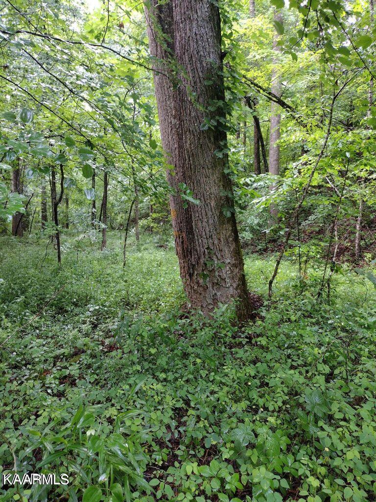 8 Pilot Mtn Road Lancing, TN 37770 - Photo 7 of 14 7