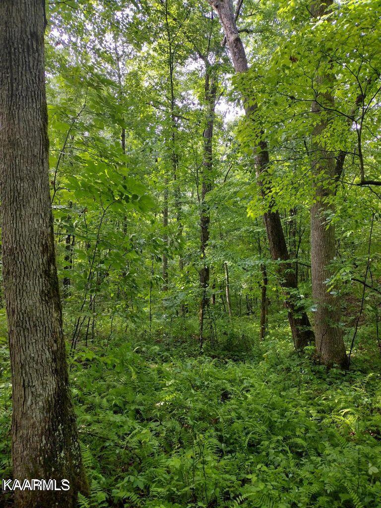 8 Pilot Mtn Road Lancing, TN 37770 - Photo 8 of 14 8