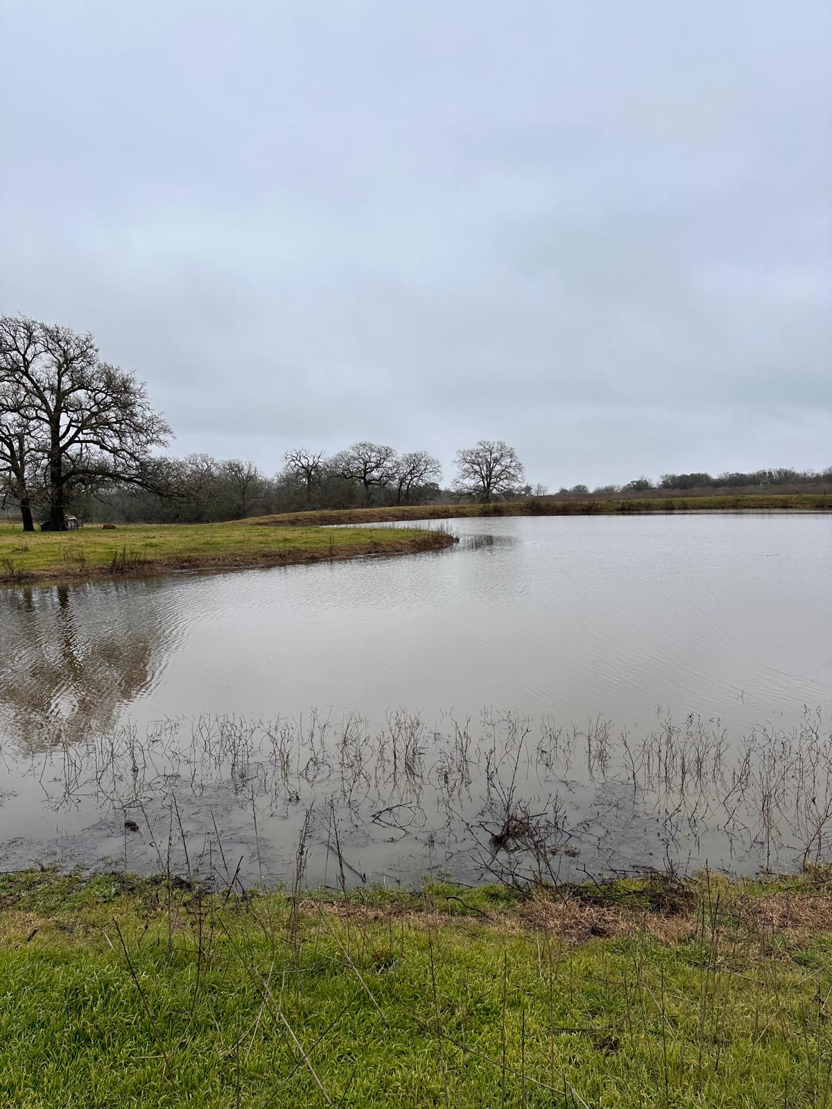 957 Johnson Farms Road Harwood, TX 78632 - Photo 9 of 15 Expansive pond with tranquil water, surrounded by natural grass and mature trees