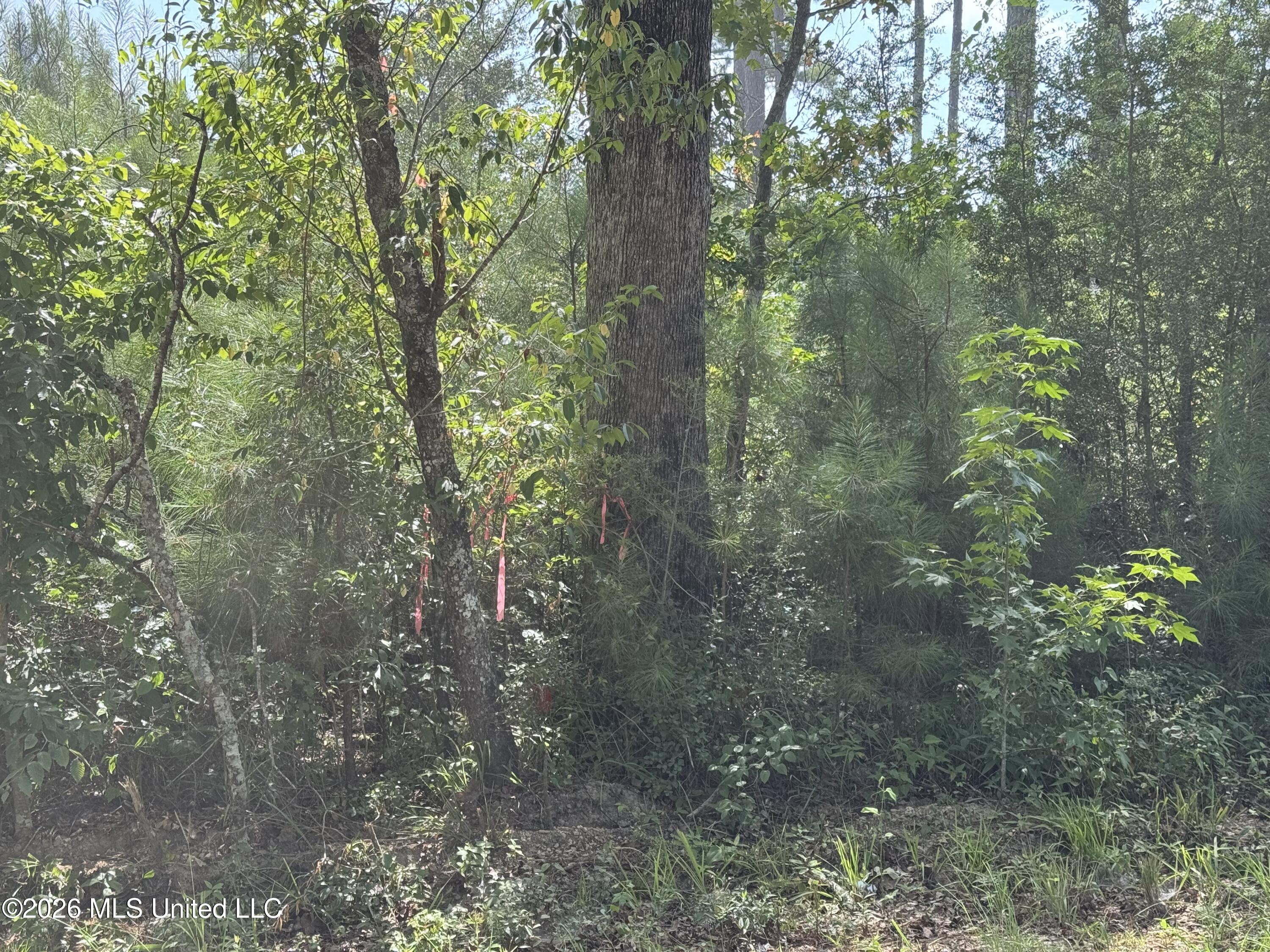 32 A Sauls Road Ruth, MS 39662 - Photo 8 of 22 Land-for-sale-Ruth-MS (7)