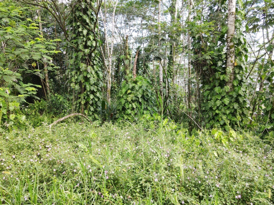 Holiday Road Pahoa, HI 96778 - Photo 3 of 7 Gallery Image 3