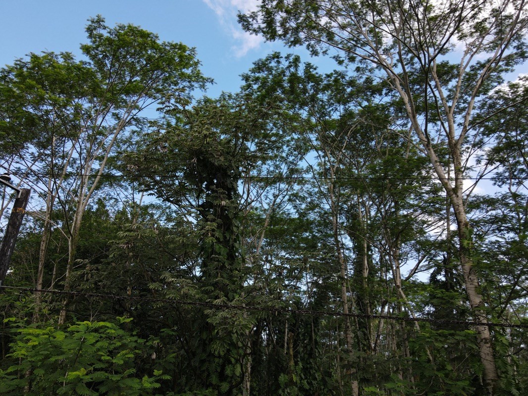 Holiday Road Pahoa, HI 96778 - Photo 4 of 7 Gallery Image 4