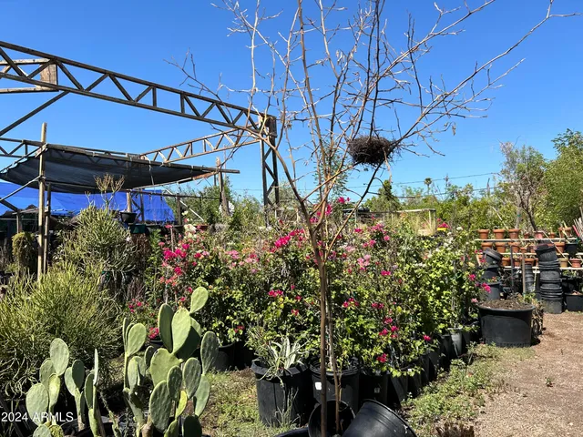 a view of a park with a palm and trees