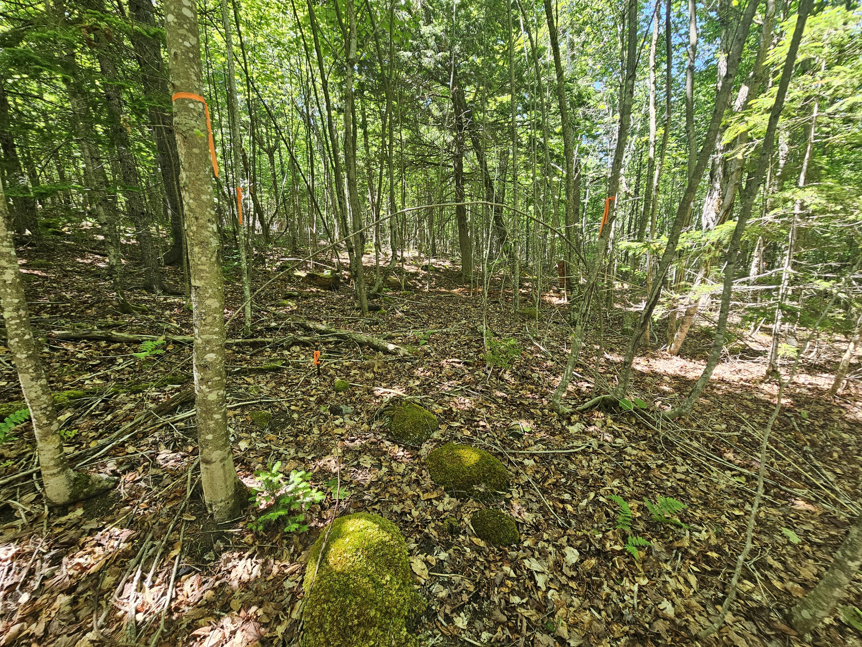 Lot 2 Martins Ridge Road Franklin, ME 04634 - Photo 10 of 12 20260611_133420
