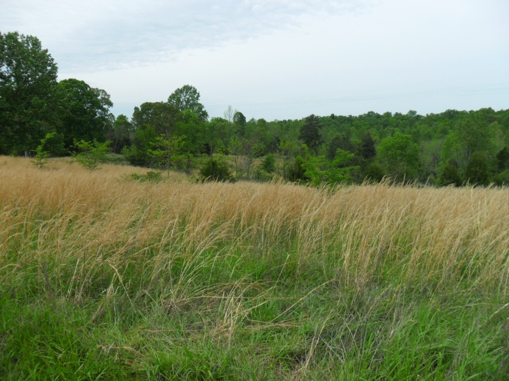 4160 Lem Davis Road Cunningham, TN 37052 - Photo 12 of 21 Gallery Image 12