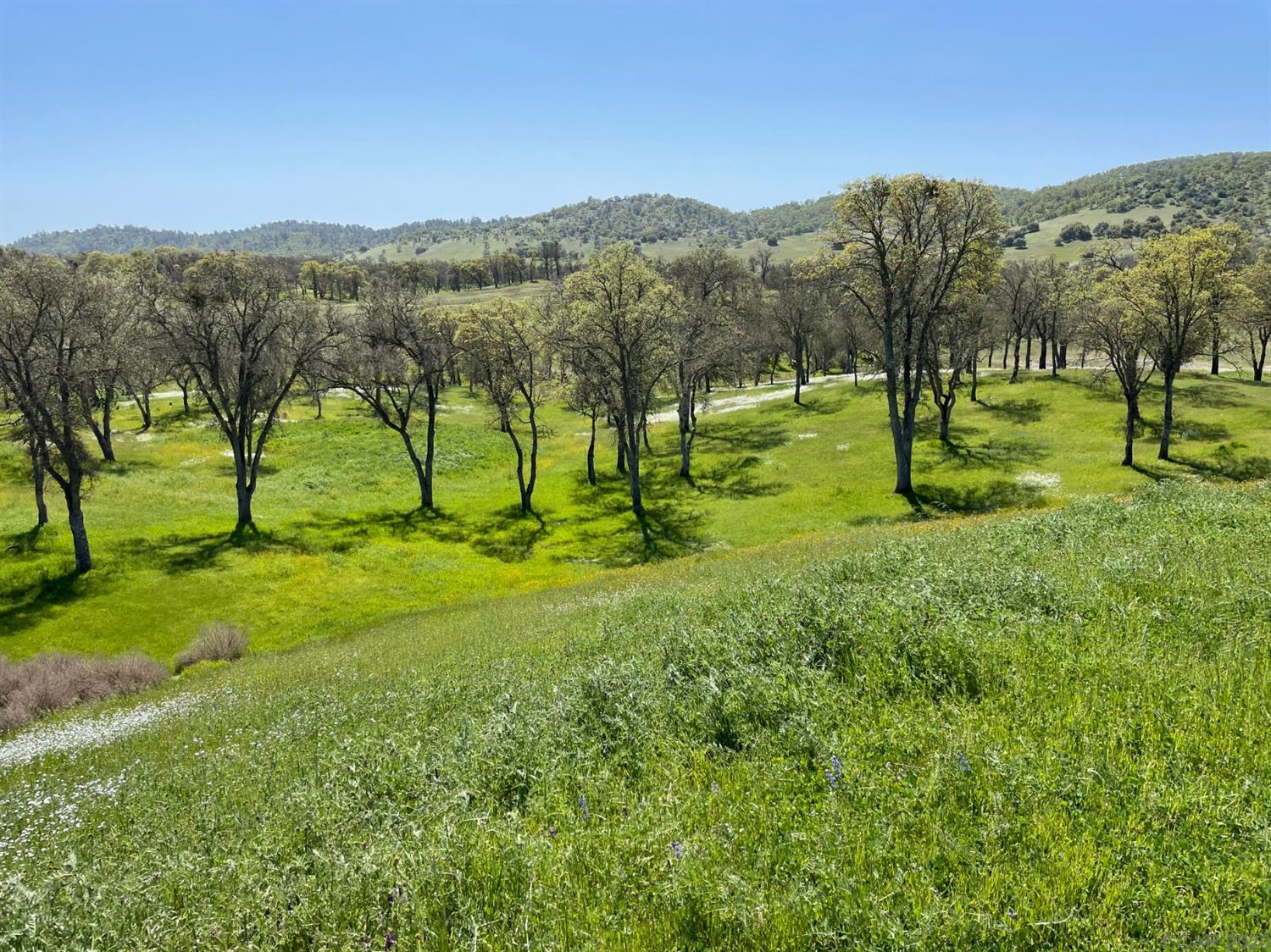 a view of grassy field with mountain