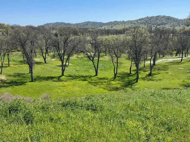 a view of garden with trees