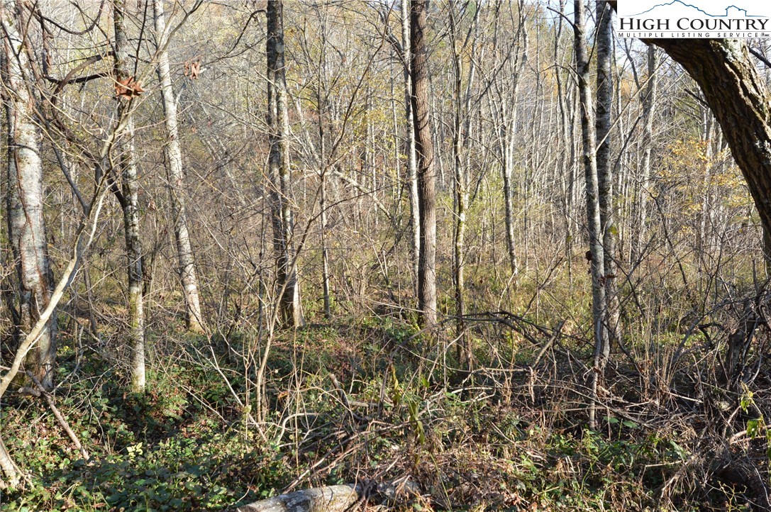 0 Pine Swamp Road Sparta, NC 28675 - Photo 11 of 32 Gallery Image 11