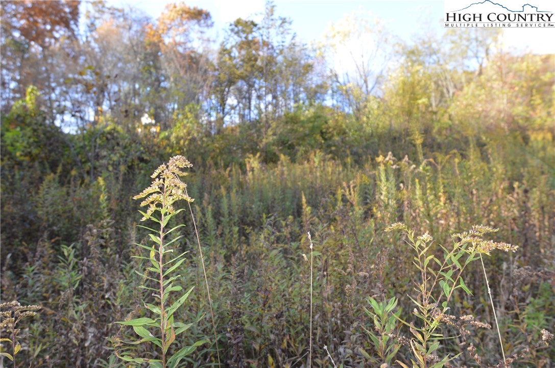 0 Pine Swamp Road Sparta, NC 28675 - Photo 14 of 32 Gallery Image 14