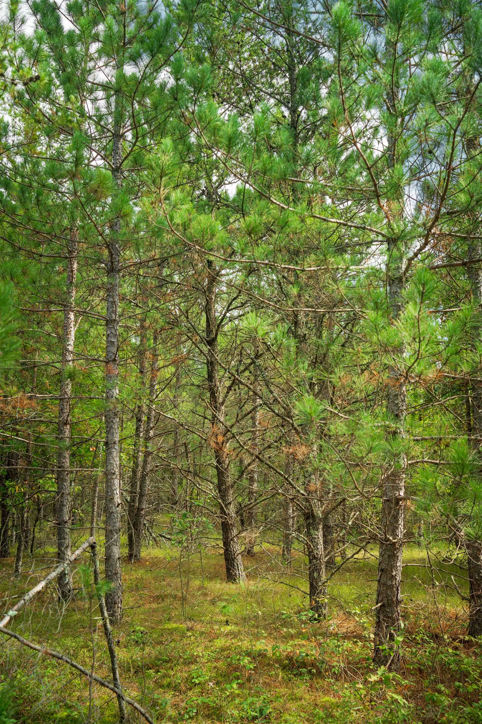 80-ac County Rd H/horse Creek Road Chippewa Falls, WI 54729 - Photo 5 of 9 Gallery Image 5