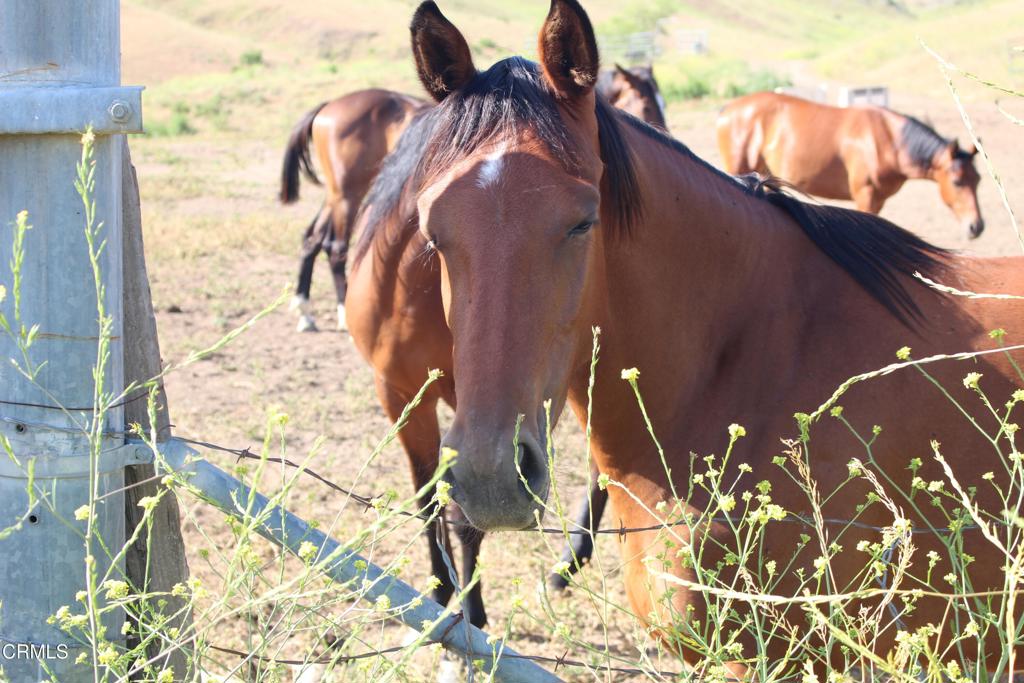 0 Dickenson Road Santa Paula, CA 93060 - Photo 10 of 44 IMG_5915