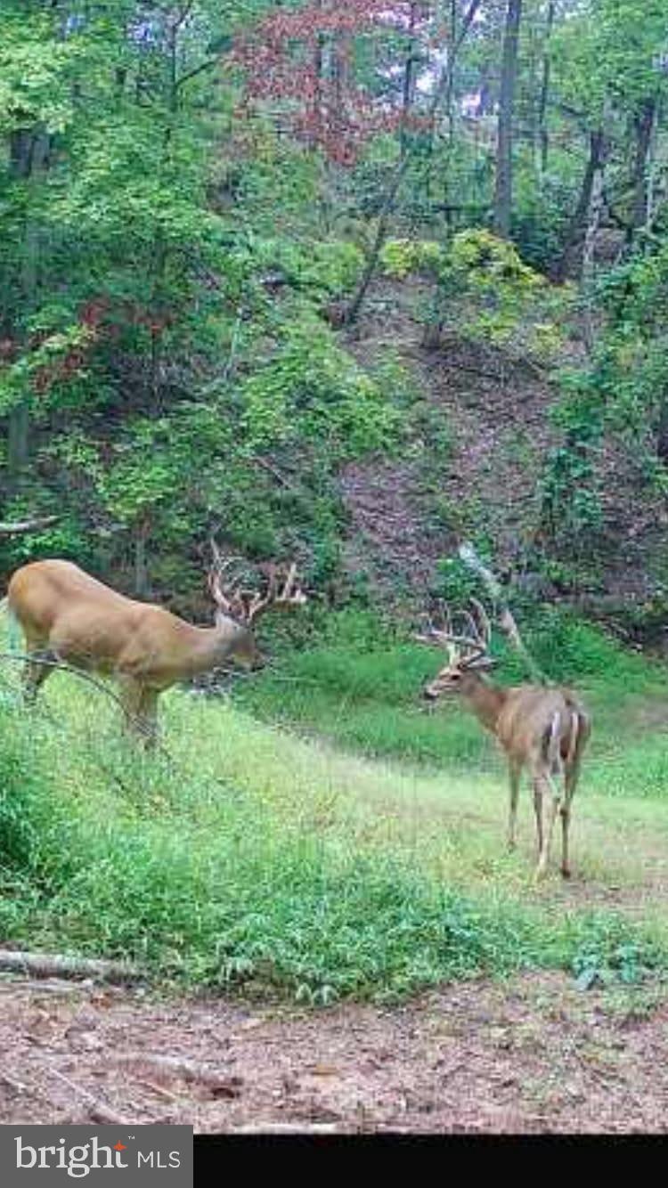 Tiger Valley Road Hyndman, PA 15545 - Photo 2 of 7 a view of a garden with a bench and trees