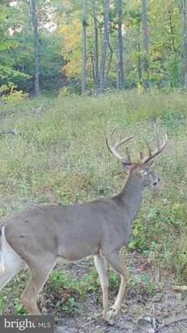 $589,000 | Tiger Valley Road, Hyndman, PA 15545