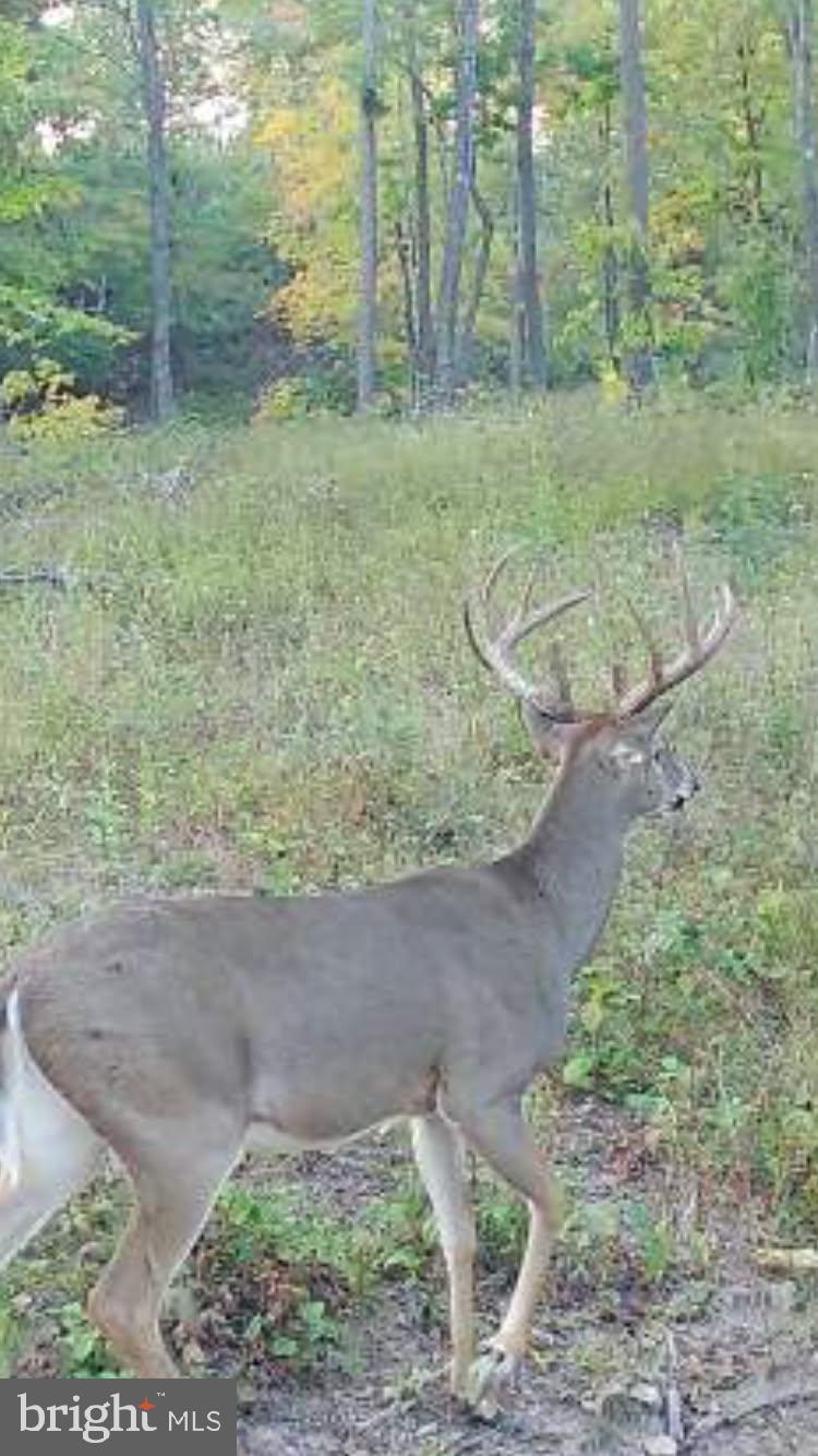 Tiger Valley Road Hyndman, PA 15545 - Photo 7 of 7 a backyard of a house with lots of green space