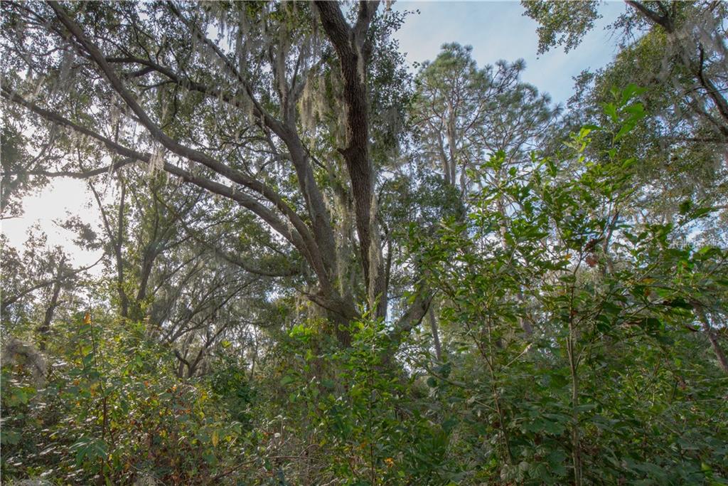 0 Pelote Cemetery Road Lithia, FL 33547 - Photo 1 of 1 Gallery Image 1