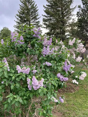 a view of a backyard with plants and outdoor seating