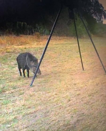 211 County Road 229 Three Rivers, TX 78071 - Photo 12 of 18 a view of swimming pool