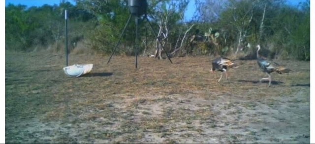 211 County Road 229 Three Rivers, TX 78071 - Photo 13 of 18 a view of a yard