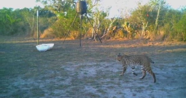 211 County Road 229 Three Rivers, TX 78071 - Photo 8 of 18 a view of backyard