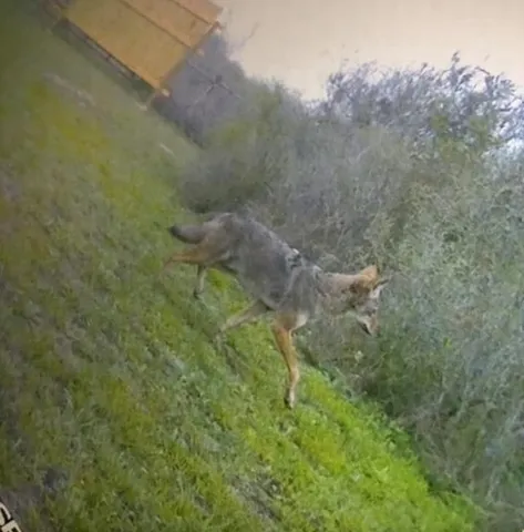 a view of a forest with a street