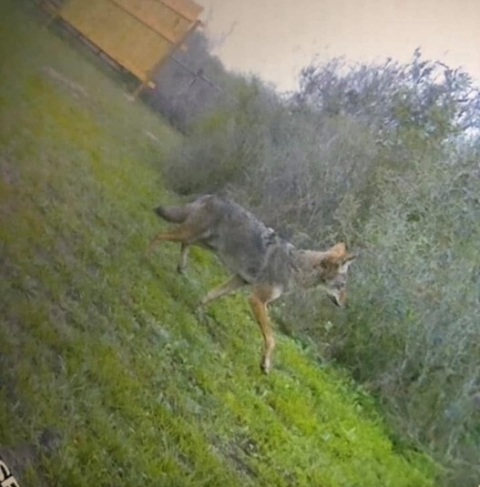 211 County Road 229 Three Rivers, TX 78071 - Photo 9 of 18 a view of a forest with a street