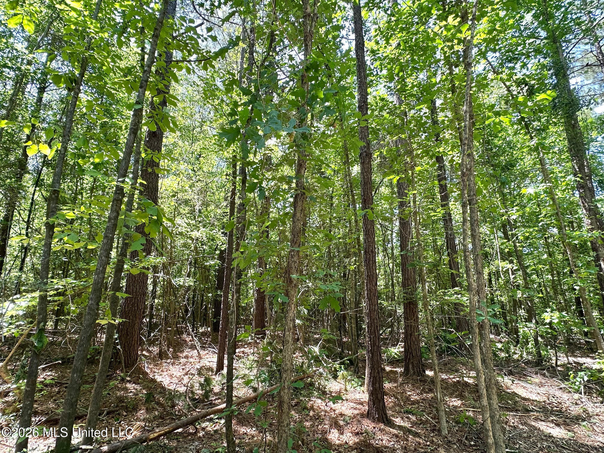 1 Mcnair Springs Road Magee, MS 39111 - Photo 11 of 21 11