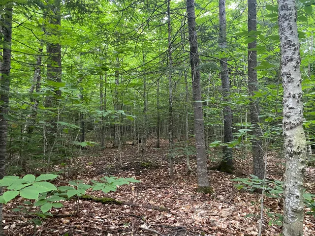 $65,000 | Lot 29 Scammon Road, Greenville, ME 04441