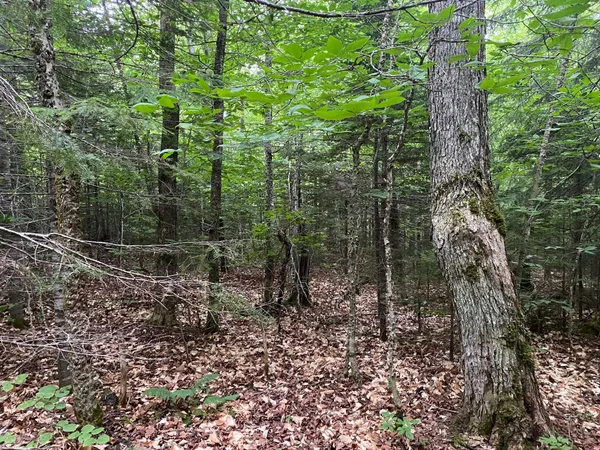 $65,000 | Lot 29 Scammon Road, Greenville, ME 04441