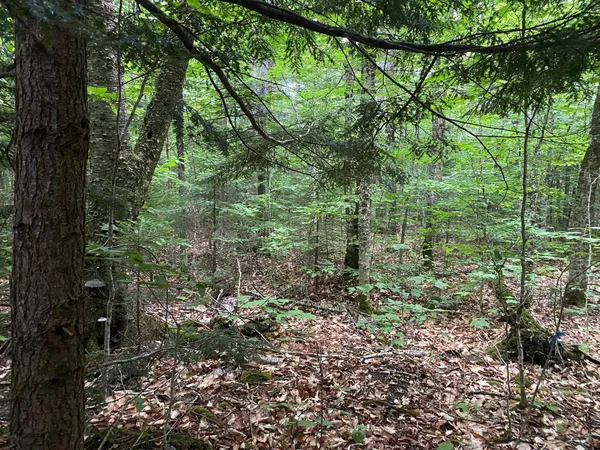 $65,000 | Lot 29 Scammon Road, Greenville, ME 04441