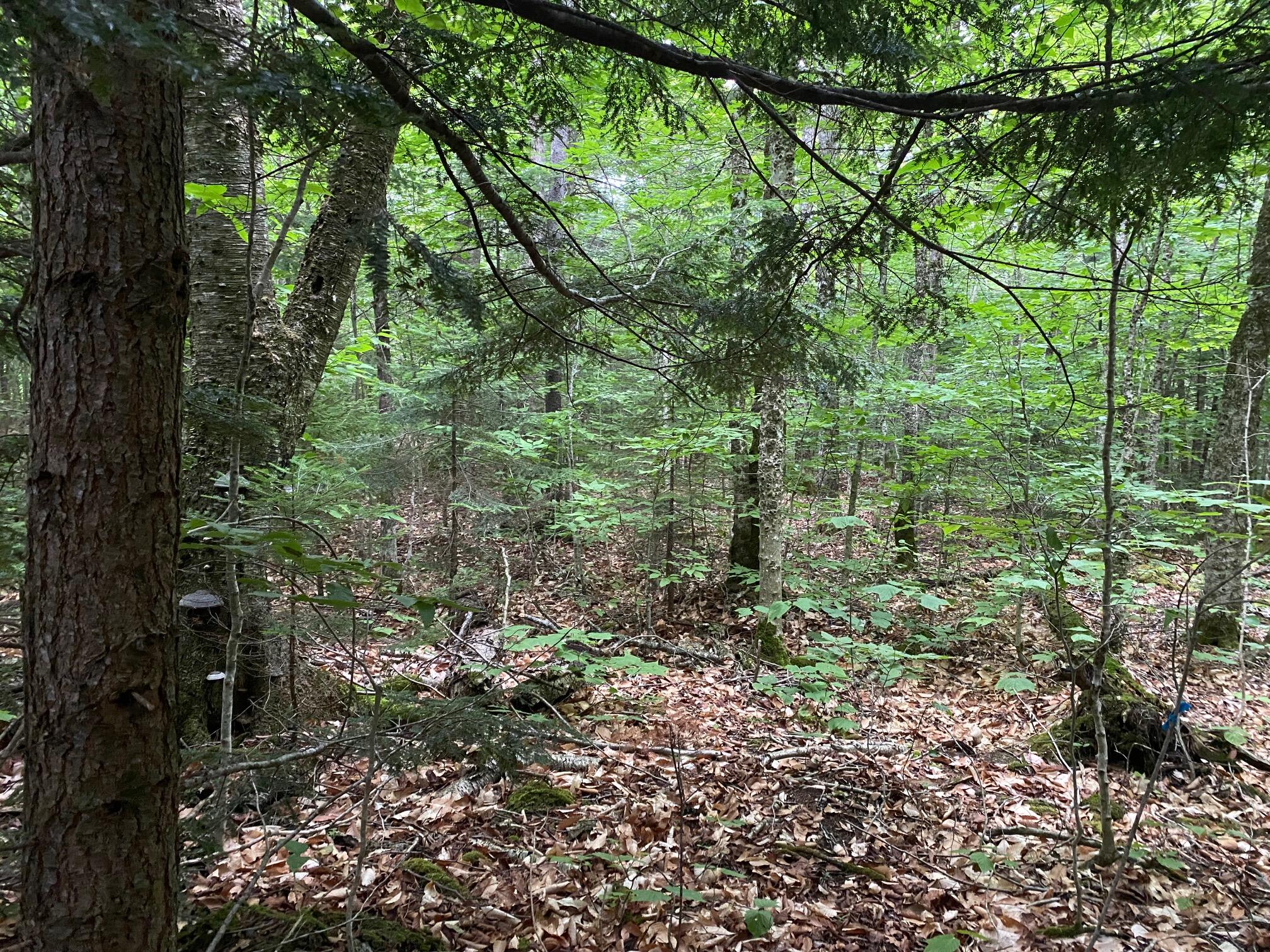 Lot 29 Scammon Road Greenville, ME 04441 - Photo 5 of 13 IMG_3421