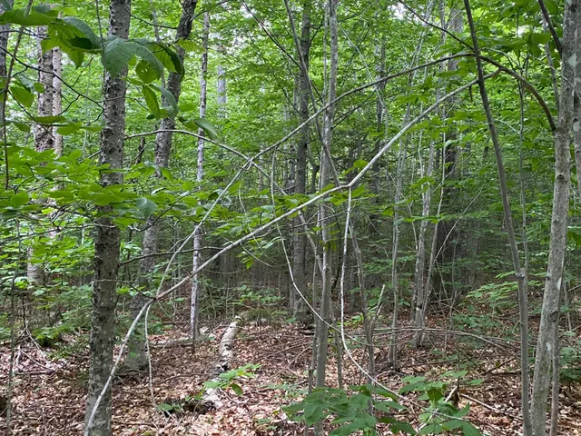 $65,000 | Lot 29 Scammon Road, Greenville, ME 04441