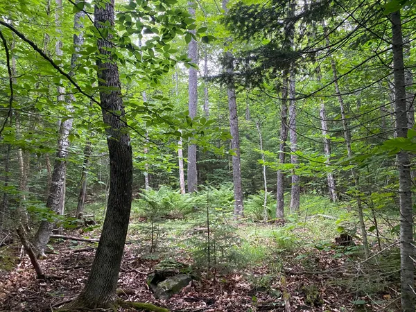 $65,000 | Lot 29 Scammon Road, Greenville, ME 04441