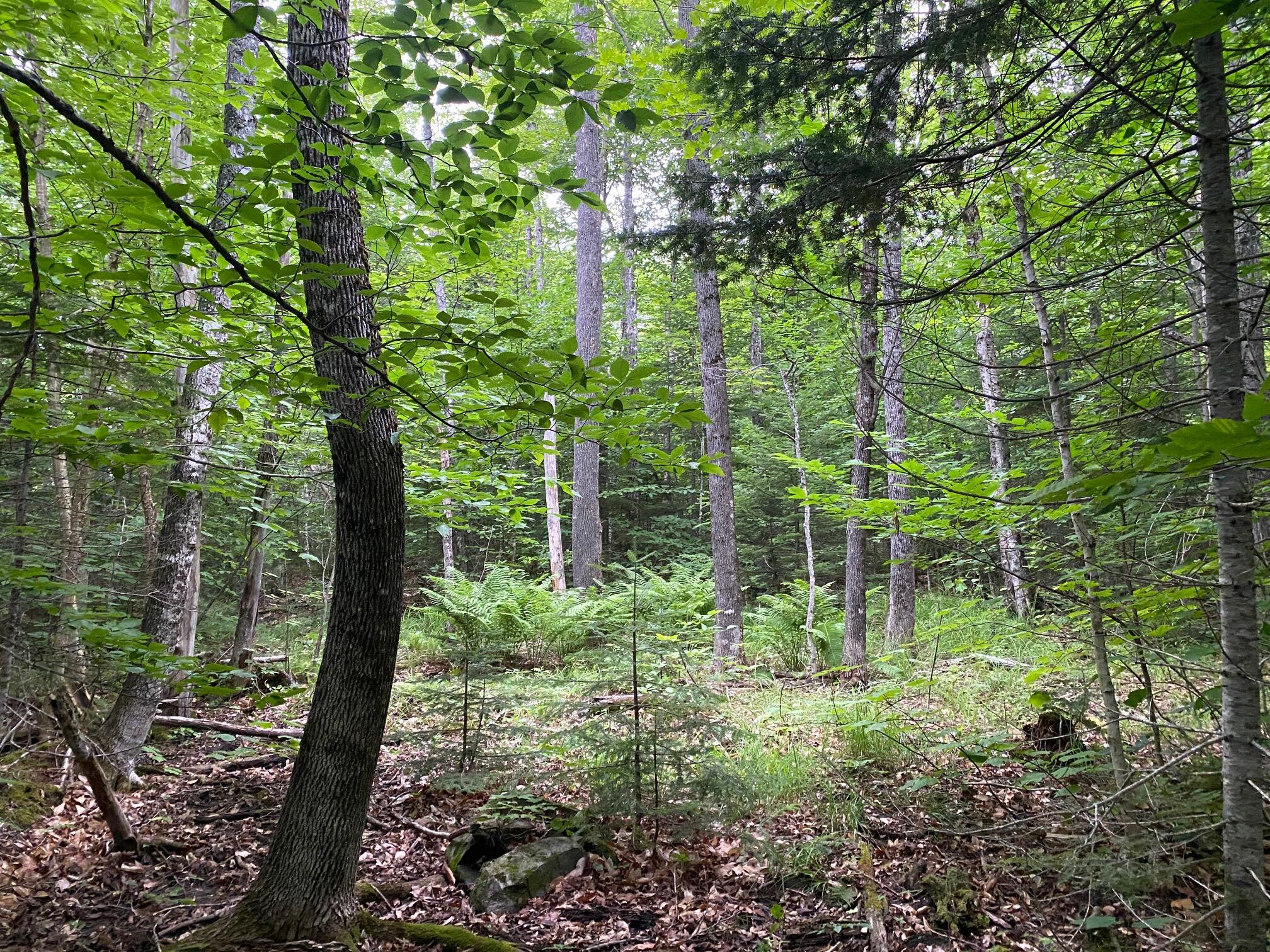 Lot 29 Scammon Road Greenville, ME 04441 - Photo 7 of 13 IMG_3420