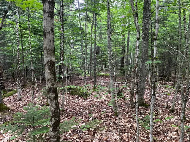 $65,000 | Lot 29 Scammon Road, Greenville, ME 04441