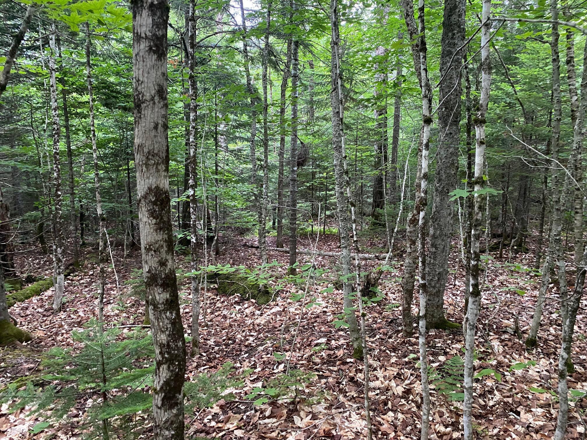 Lot 29 Scammon Road Greenville, ME 04441 - Photo 10 of 13 IMG_3424