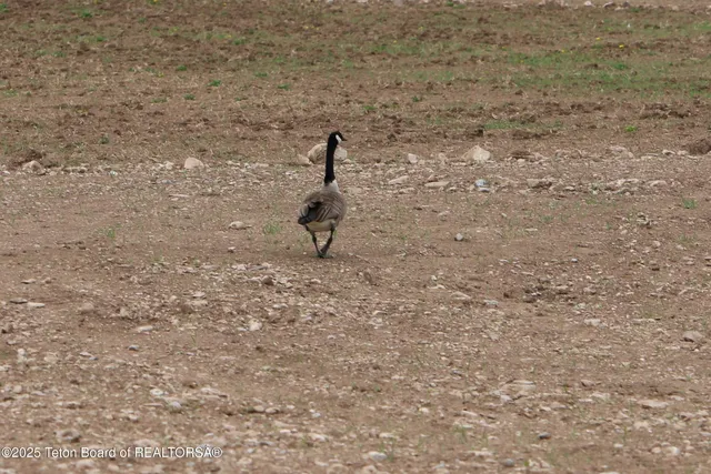 $699,000 | Tbd Lot 2 West Tbd, Driggs, ID 83422