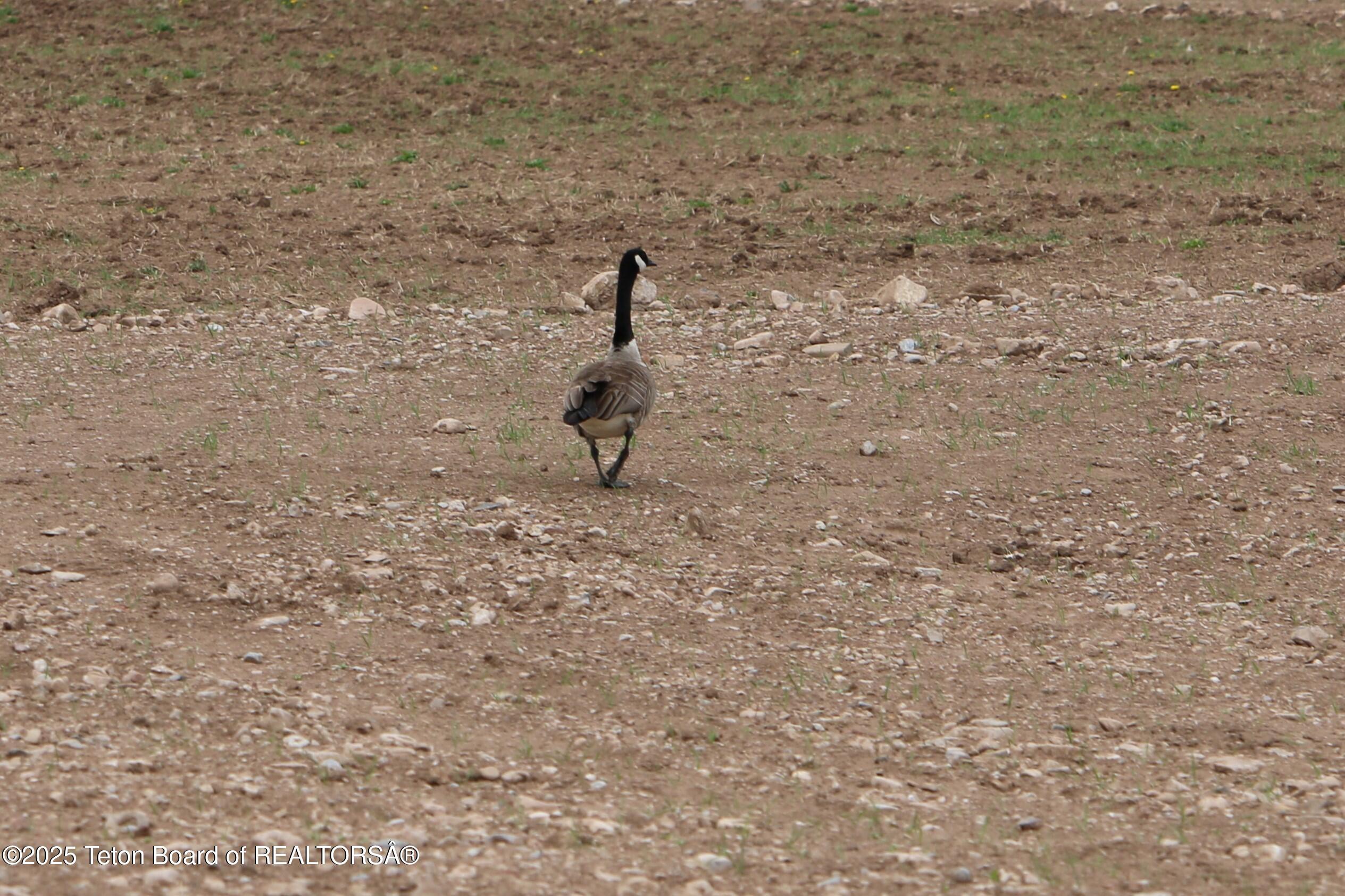 Tbd Lot 2 West Tbd Driggs, ID 83422 - Photo 8 of 15 IMG_3423A