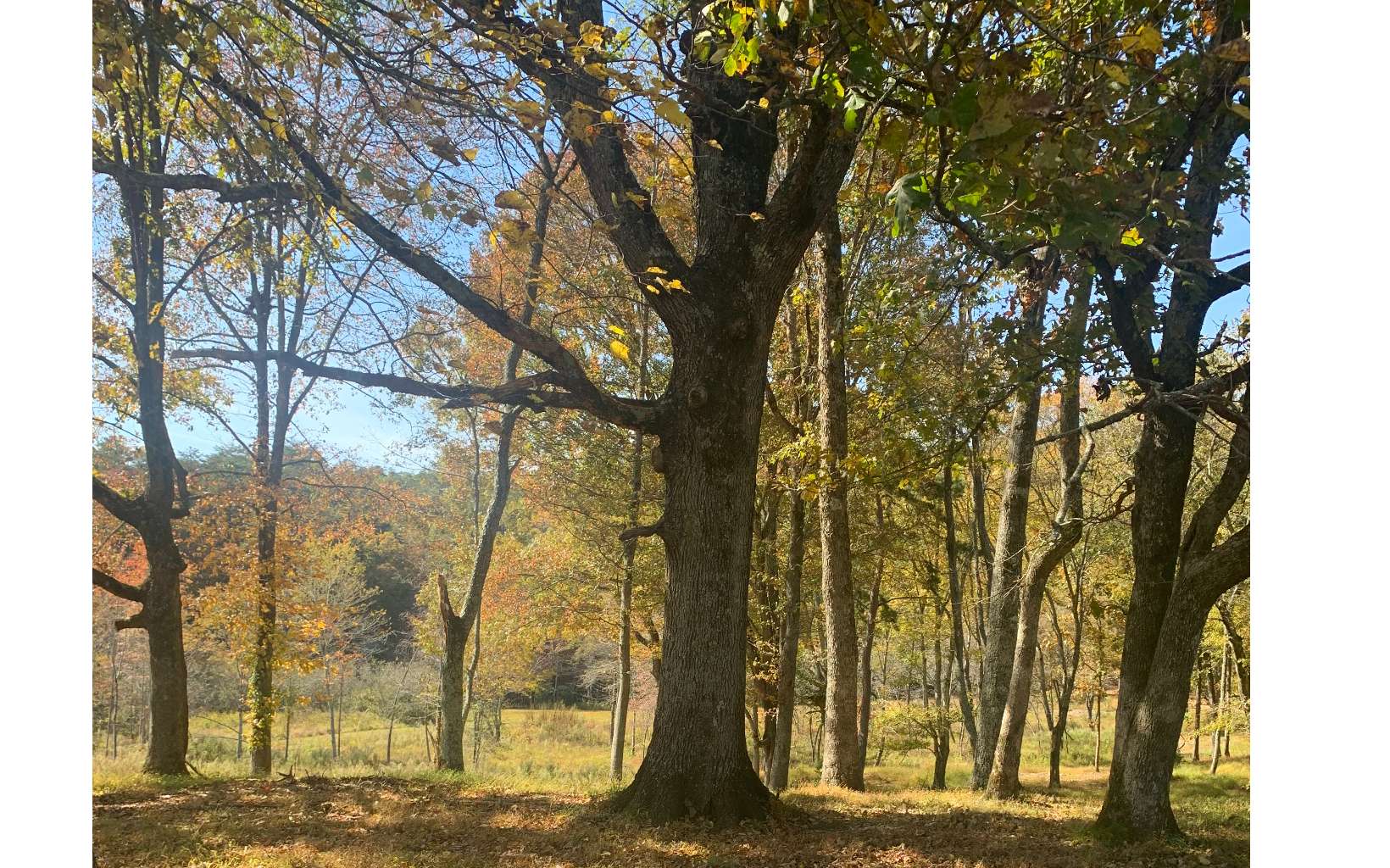 Lot17 Lot17 Bearden Farm Blue Ridge, GA 30513 - Photo 2 of 4 Additional View