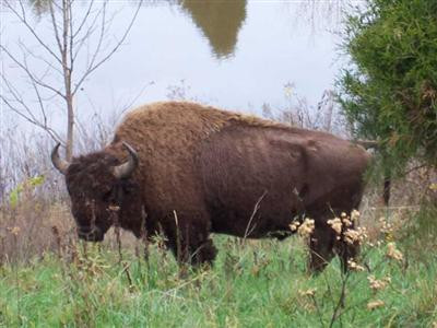 260 Galilee Road Lancaster, KY 40444 - Photo 28 of 29 Some of the exotic animals you will see,