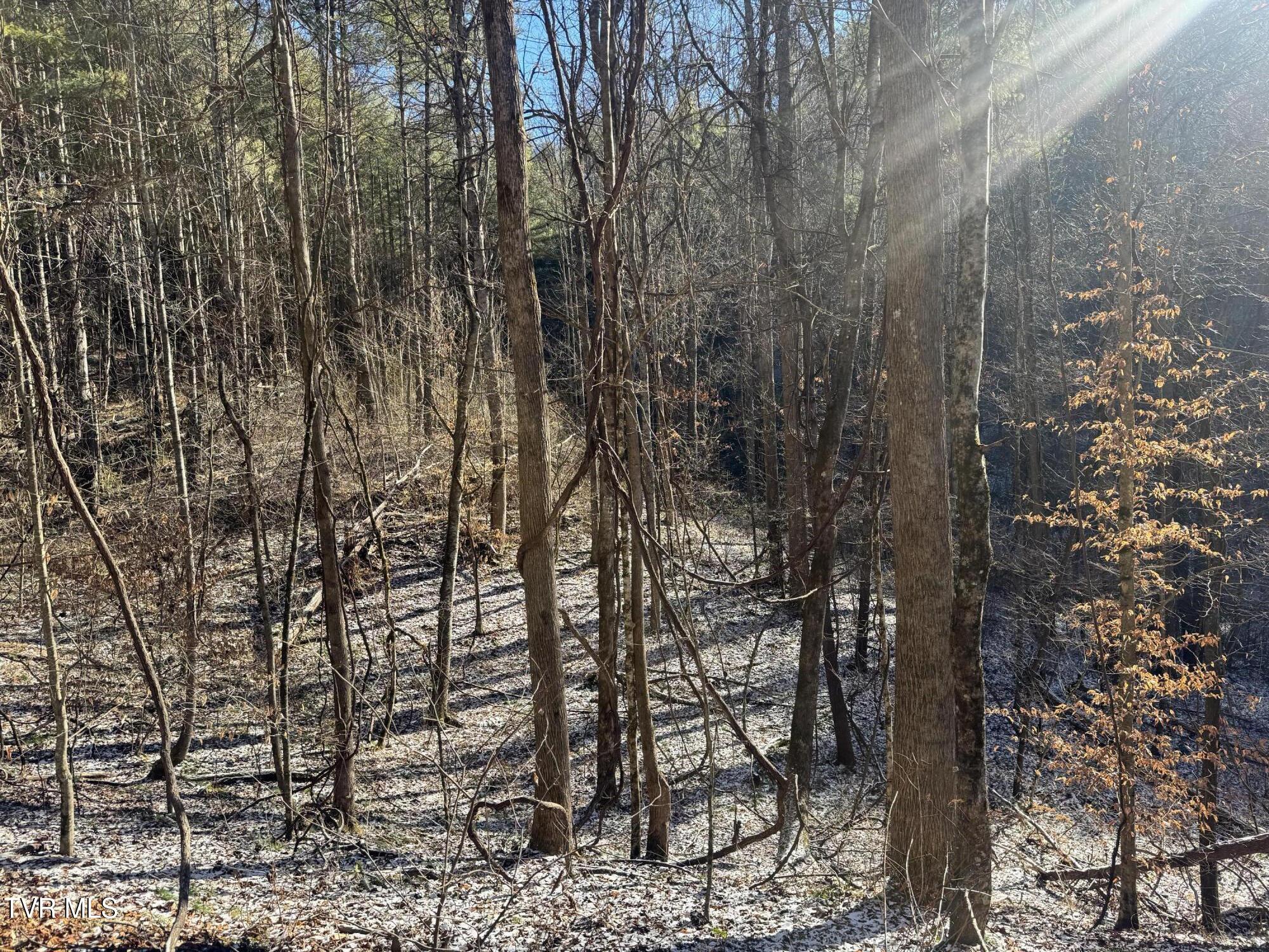 0 Clear Branch Road Erwin, TN 37650 - Photo 19 of 45 IMG_5045