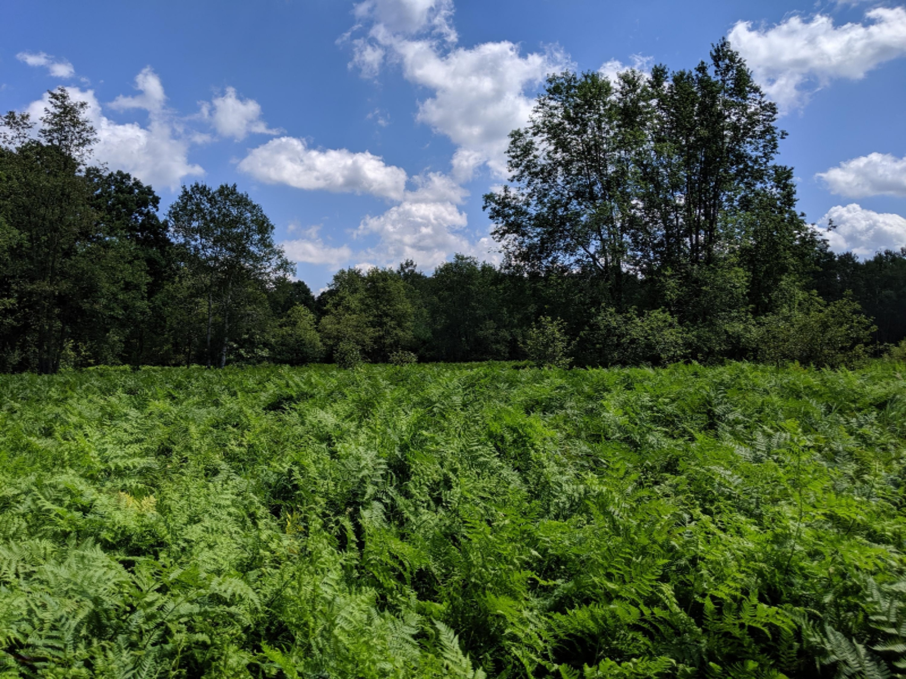 South Stephens Road Custer, MI 49405 - Photo 1 of 22 IMG_20190728_132836